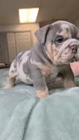 Bambi , a female English Bulldog for sale in Falkville, AL – 5 of 6
