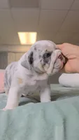 Betty , a female English Bulldog for sale in Falkville, AL – 2 of 8