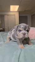 Bambi , a female English Bulldog for sale in Falkville, AL – 2 of 6