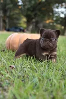 Fluffy Nippy, a female French Bulldog for sale in Falkville, AL – 7 of 10