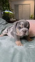 Bambi , a female English Bulldog for sale in Falkville, AL – 6 of 6