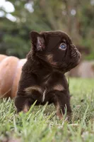 Fluffy Nippy, a female French Bulldog for sale in Falkville, AL – 8 of 10