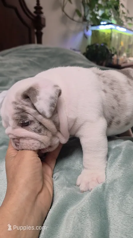 Benny – English Bulldog puppy for sale in Falkville, AL
