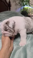 Benny, a male English Bulldog for sale in Falkville, AL – 1 of 7