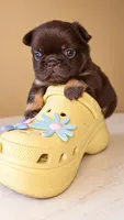 Fluffy Nippy, a female French Bulldog for sale in Falkville, AL – 2 of 10