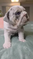 Betty , a female English Bulldog for sale in Falkville, AL – 5 of 8