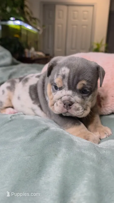 Bambi  – English Bulldog puppy for sale in Falkville, AL