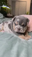 Bambi , a female English Bulldog for sale in Falkville, AL – 1 of 6