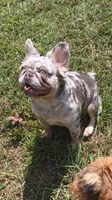 Fluffy Nippy, a female French Bulldog for sale in Falkville, AL – 9 of 10