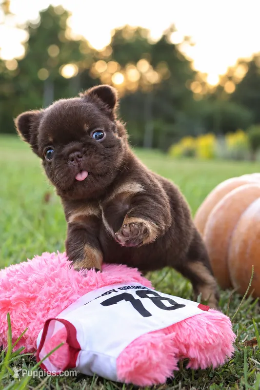 Fluffy Nippy – French Bulldog puppy for sale in Falkville, AL