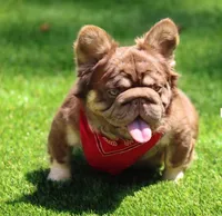 Fluffy Nippy, a female French Bulldog for sale in Falkville, AL – 10 of 10