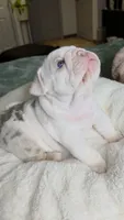 Benny, a male English Bulldog for sale in Falkville, AL – 5 of 7