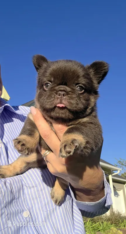 Fluffy Nippy – French Bulldog puppy for sale in Falkville, AL