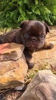 Fluffy Nippy, a female French Bulldog for sale in Falkville, AL – 4 of 10