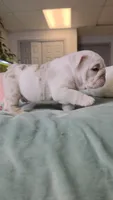 Benny, a male English Bulldog for sale in Falkville, AL – 4 of 7