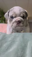 Betty , a female English Bulldog for sale in Falkville, AL – 8 of 8