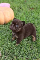 Fluffy Nippy, a female French Bulldog for sale in Falkville, AL – 5 of 10