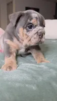 Bambi , a female English Bulldog for sale in Falkville, AL – 3 of 6