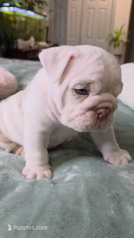 Benny – English Bulldog puppy for sale in Falkville, AL