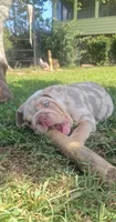 Victor, a male English Bulldog for sale in Madison, AL – Photo 2 of 10