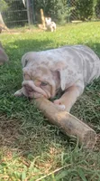 Victor, a male English Bulldog for sale in Madison, AL – Photo 3 of 10