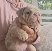 Victor, a male English Bulldog for sale in Madison, AL – Photo 8 of 10
