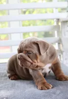 Charlie, a male English Bulldog for sale in Madison, AL – Photo 5 of 10