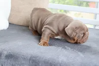 Charlie, a male English Bulldog for sale in Madison, AL – Photo 7 of 10