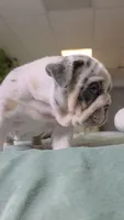 Betty , a female English Bulldog for sale in Falkville, AL – 6 of 8