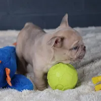 Pancake, a male French Bulldog for sale in Madison, AL – Photo 9 of 9