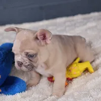 Pancake, a male French Bulldog for sale in Madison, AL – Photo 8 of 9