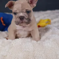 Pancake, a male French Bulldog for sale in Madison, AL – Photo 4 of 9