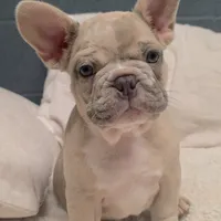 Pancake, a male French Bulldog for sale in Madison, AL – Photo 7 of 9