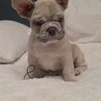 Pancake, a male French Bulldog for sale in Madison, AL – Photo 3 of 9