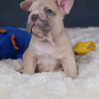 Pancake, a male French Bulldog for sale in Madison, AL – Photo 6 of 9