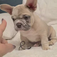 Pancake, a male French Bulldog for sale in Madison, AL – Photo 1 of 9