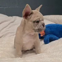 Pancake, a male French Bulldog for sale in Madison, AL – Photo 2 of 9