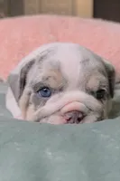 Betty , a female English Bulldog for sale in Falkville, AL – 4 of 8