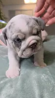 Betty , a female English Bulldog for sale in Falkville, AL – 3 of 8