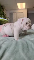 Benny, a male English Bulldog for sale in Falkville, AL – 3 of 7