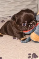 Fluffy Nippy, a female French Bulldog for sale in Falkville, AL – 6 of 10
