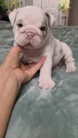 Benny, a male English Bulldog for sale in Falkville, AL – 7 of 7