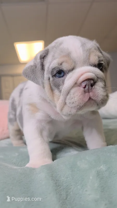 Betty  – English Bulldog puppy for sale in Falkville, AL