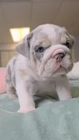 Betty , a female English Bulldog for sale in Falkville, AL – 7 of 8