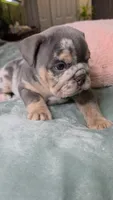 Bambi , a female English Bulldog for sale in Falkville, AL – 4 of 6