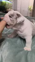 Benny, a male English Bulldog for sale in Falkville, AL – 6 of 7