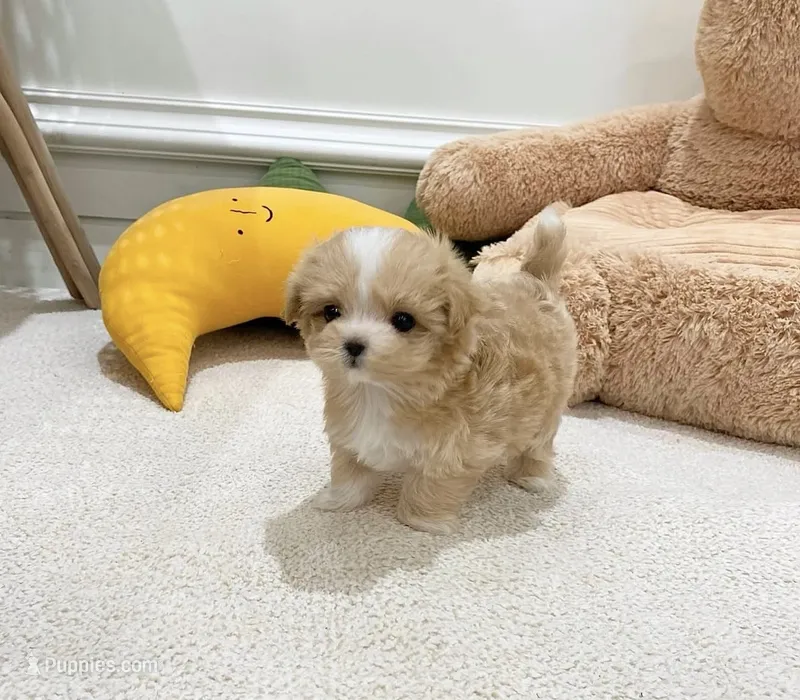 Milo – Maltipoo puppy for sale in Houston, TX