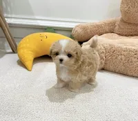 Milo, a male Maltipoo for sale in Houston, TX – 1 of 1