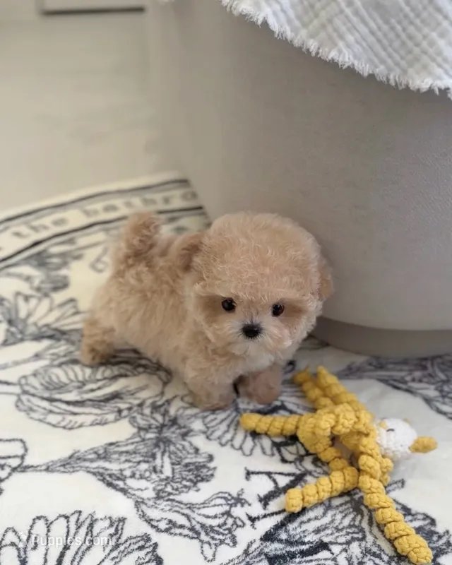 Caspian – Maltipoo puppy for sale in Houston, TX