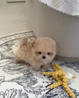 Caspian, a male Maltipoo for sale in Houston, TX – 1 of 1